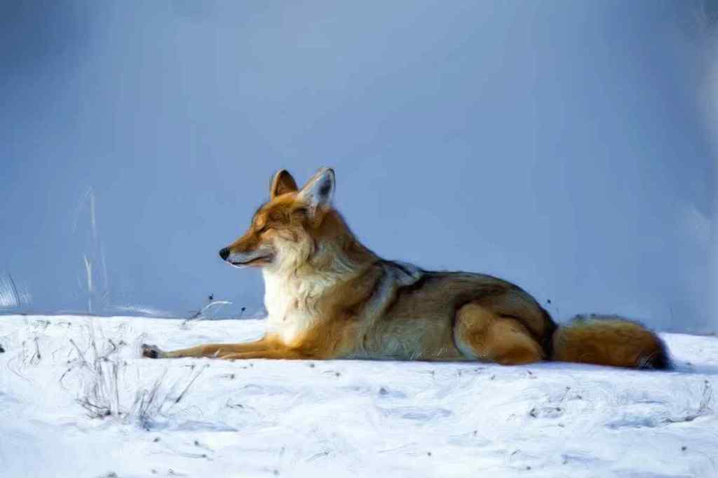 Waldwolf und Steppenwolf - Fabel aus Nordamerika